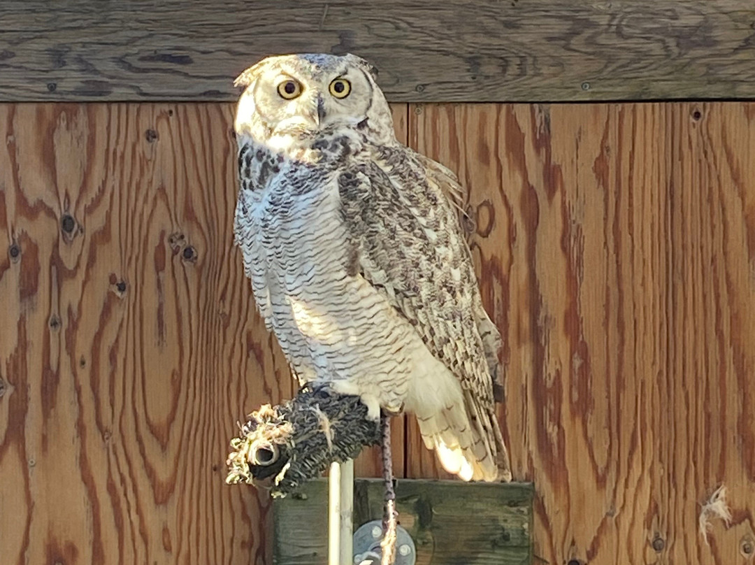 Hawkeye Bird and Animal Control-Erin必去景点