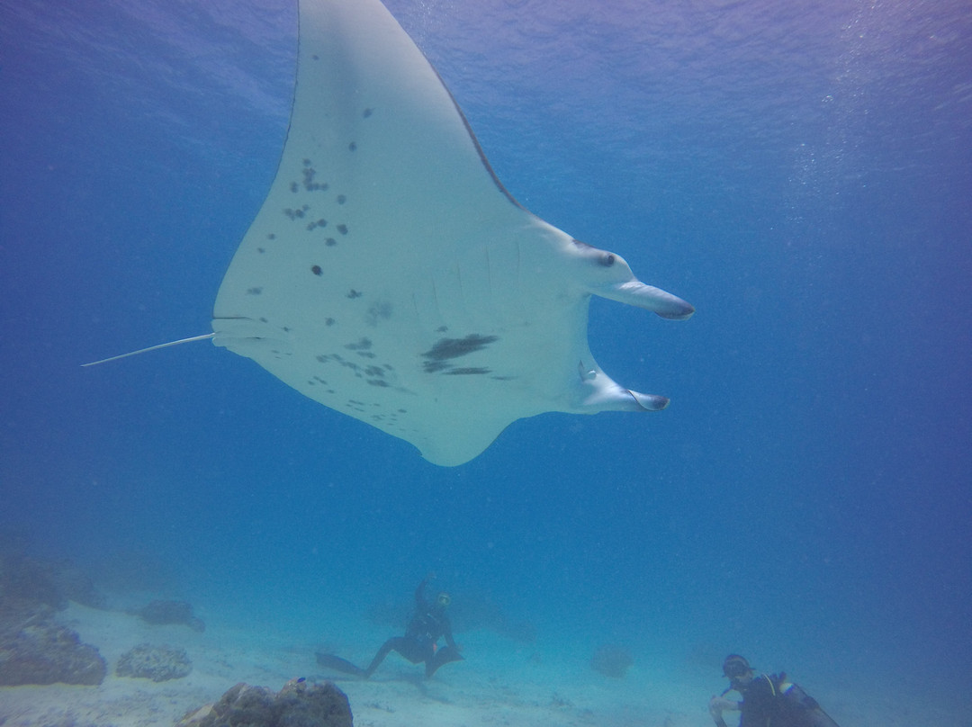 Maupiti Diving景点图片