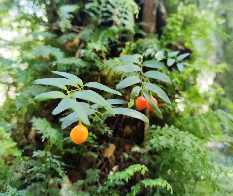 Parque Tagua Tagua-Cochamo必去景点
