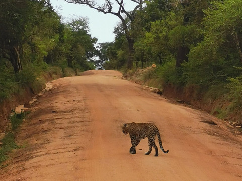 Nissanka Yala Safari-蒂瑟默哈拉默必去景点