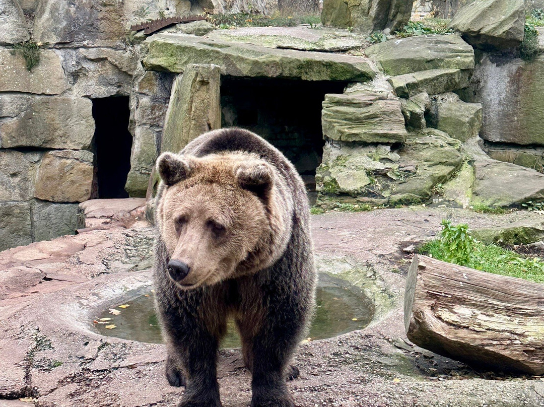 Kaliningrad Zoopark景点图片