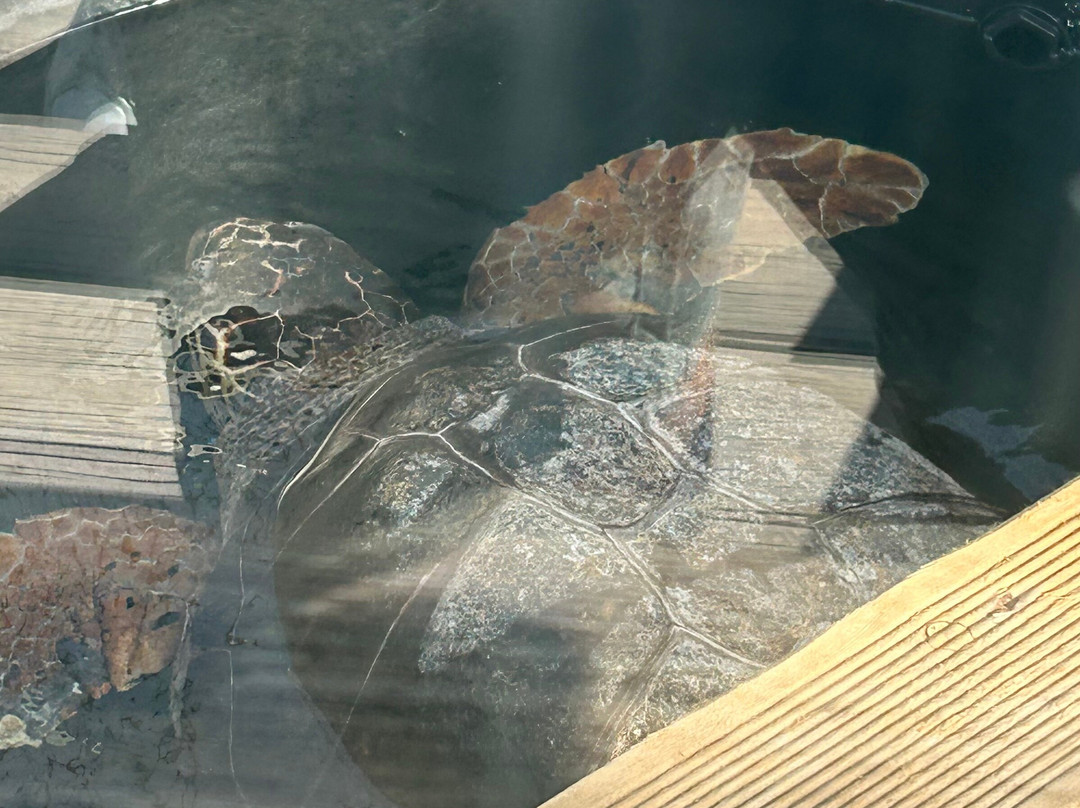 ARCHELON Τhe Sea Turtle Protection Society of Greece-吉利法达必去景点