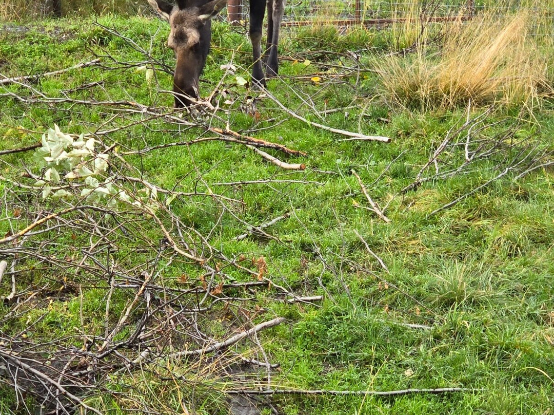 Kenai National Wildlife Refuge-索尔多特纳必去景点