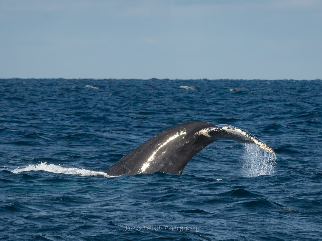 Jersey Shore Whale Watch景点图片