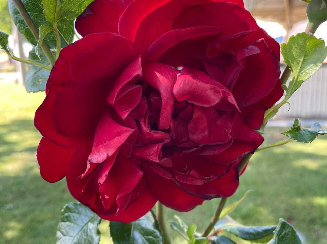 Bruthen Gardens-Bruthen必去景点