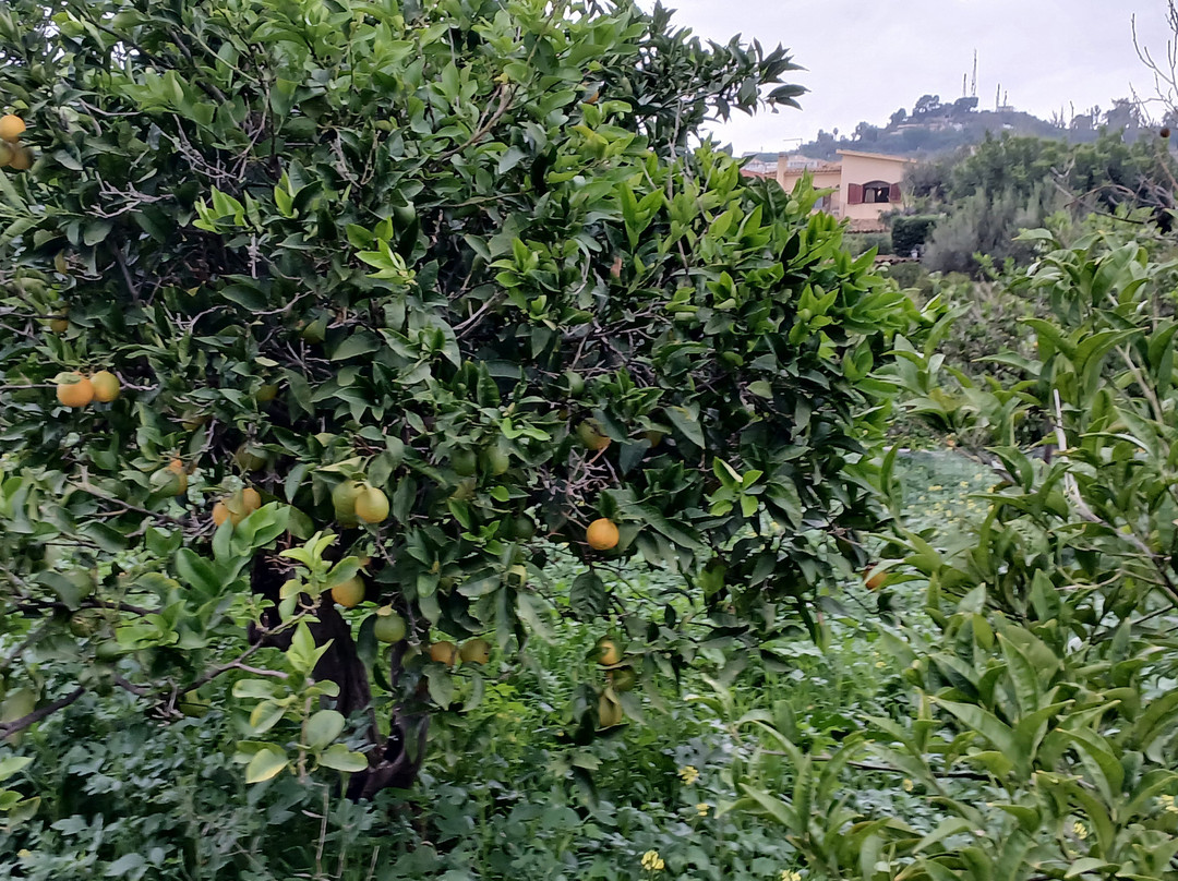 Il Giardino di Bonamorone景点图片