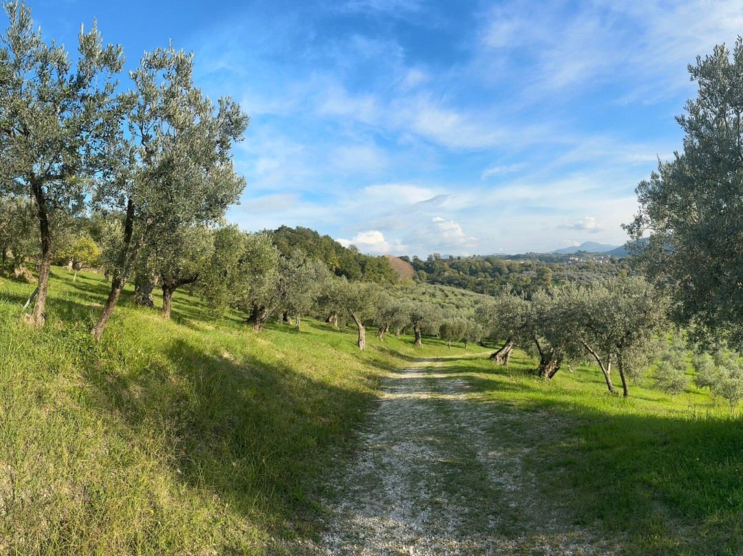 Rome Olive Tour & Cooking Class Combination Day Trip景点图片