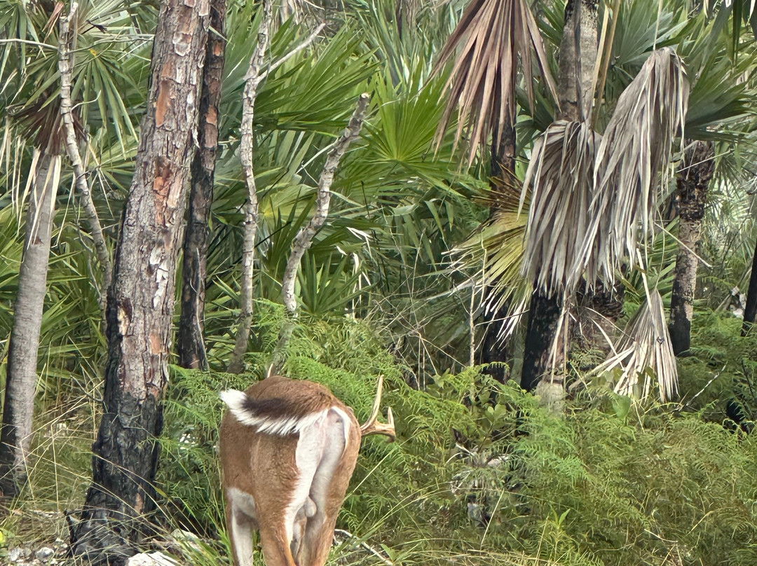 National Key Deer Refuge-Big Pine Key必去景点