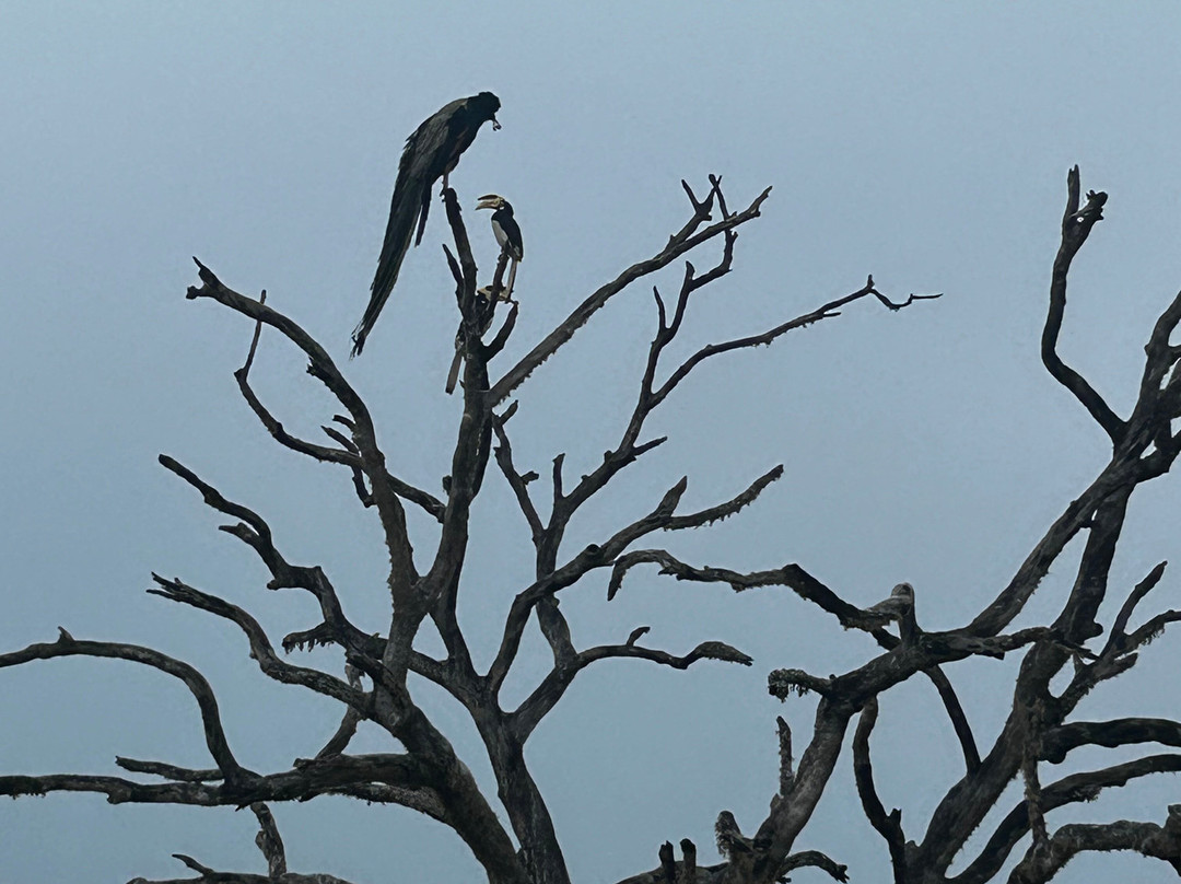 Ceylon Leopard Safari Yala-蒂瑟默哈拉默必去景点