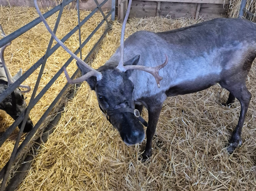 The Cotswold Reindeer Herd-赛伦塞斯特必去景点
