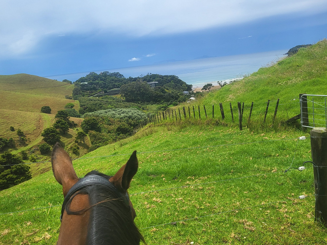 Sandy Bay Horses景点图片