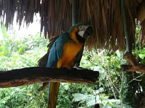 Tambopata Aguti Expedition