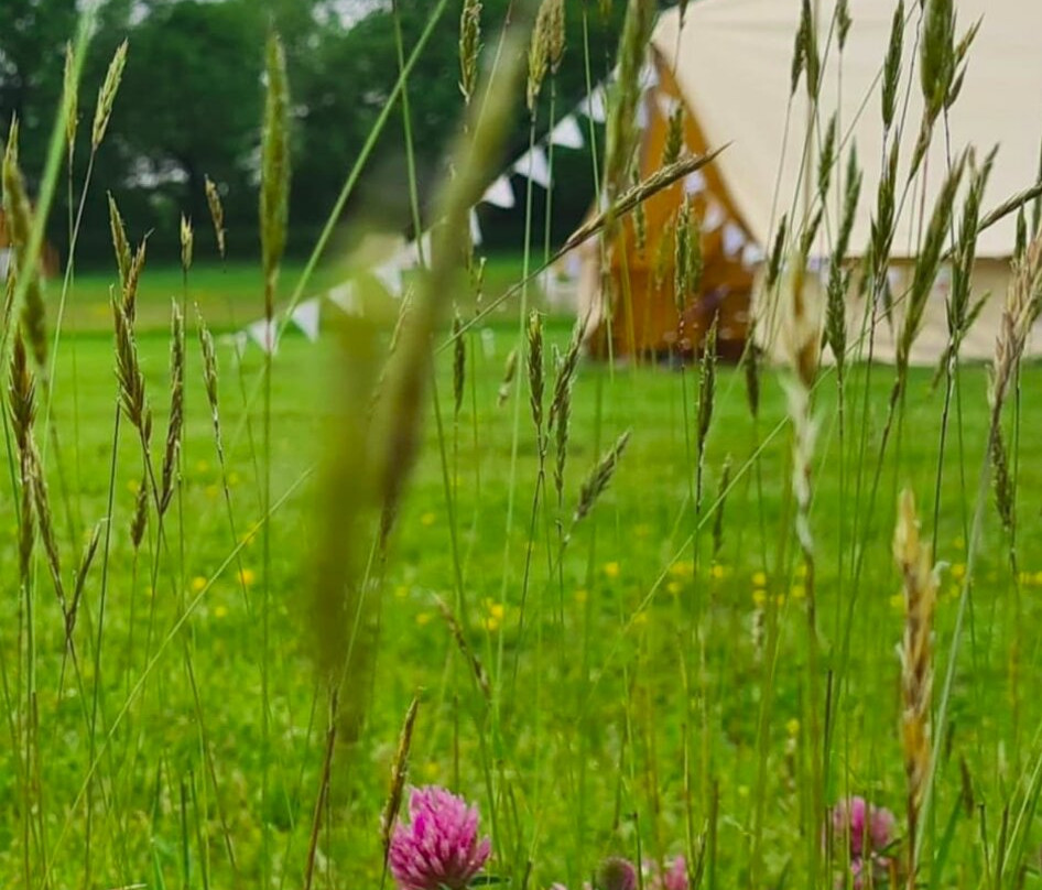 Buckland Farm Camping