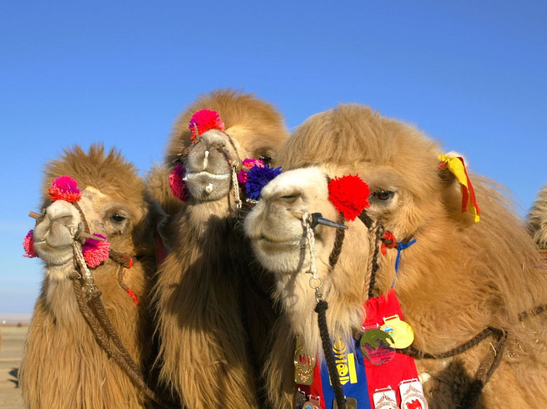 The Gobi Desert Thousand Camel Festival-Dalanzadgad必去景点