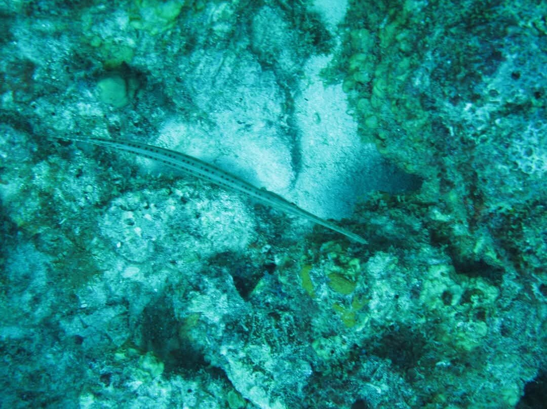 The Diveshop Curacao-威廉斯塔德必去景点