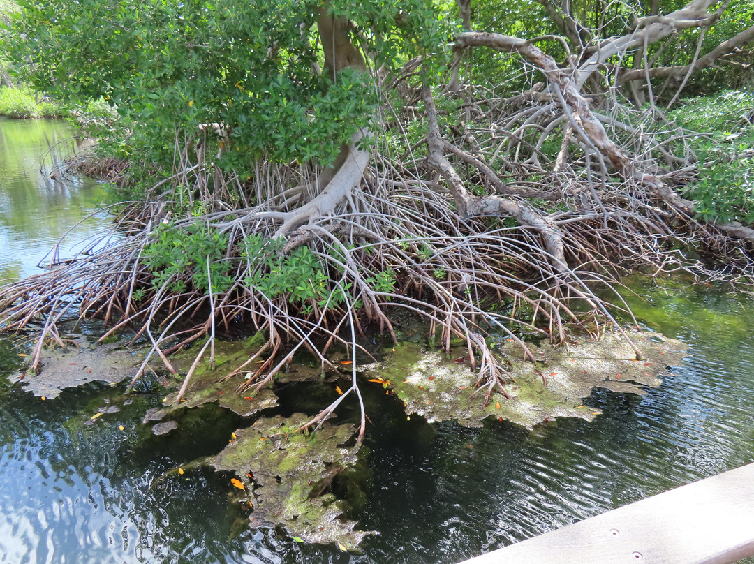 Curaçao Rif Mangrove Park