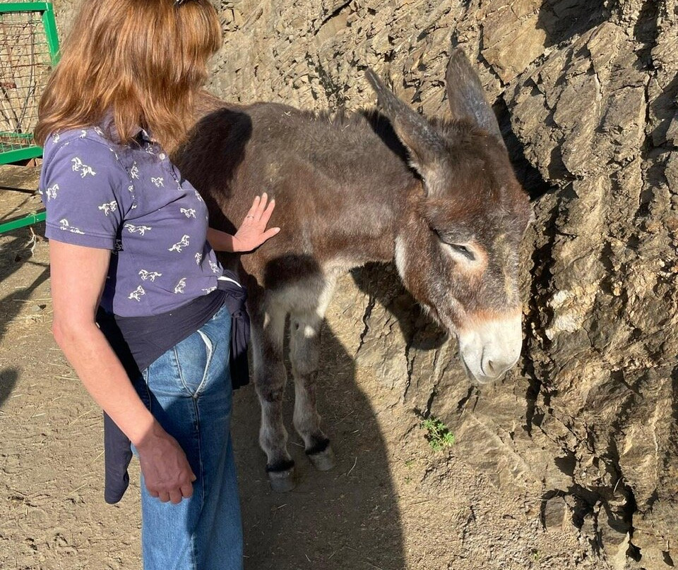 Donkey Dreamland景点图片