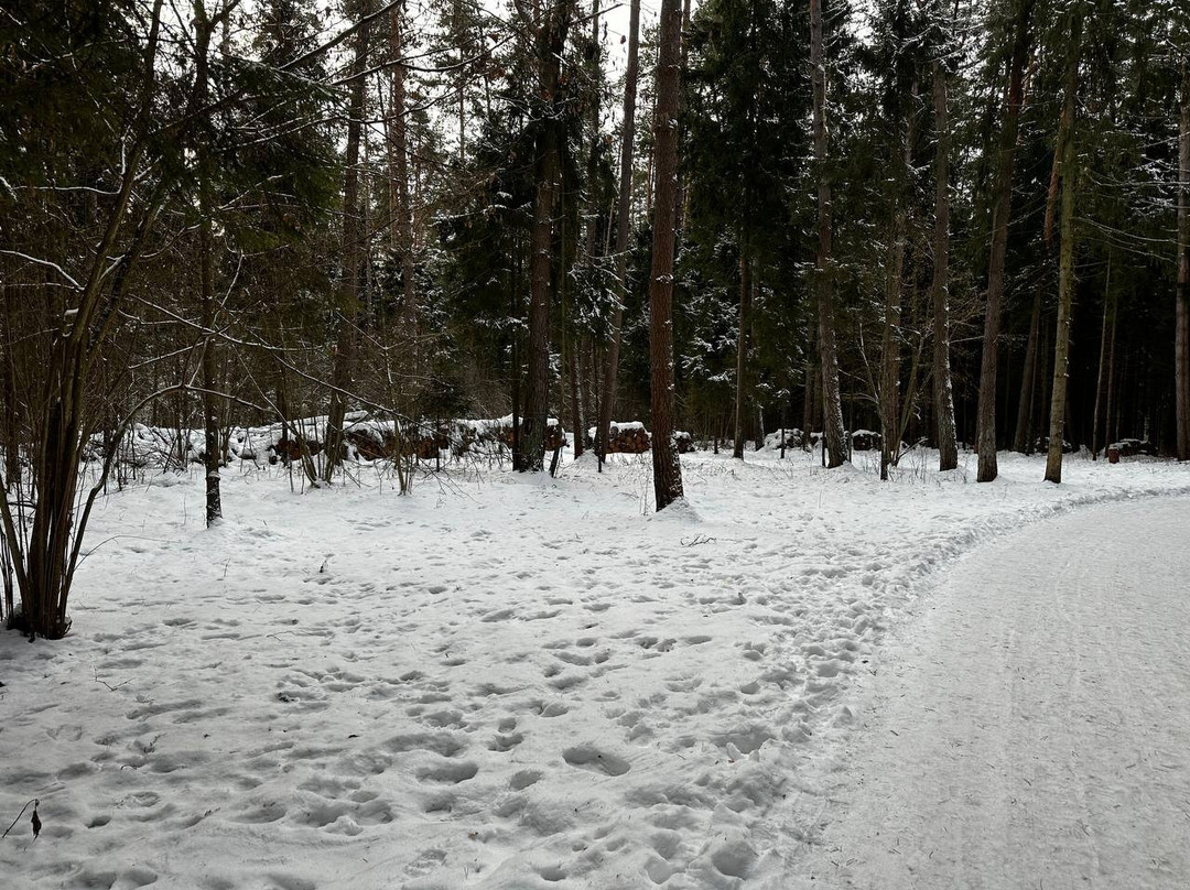 Shishkin Forest Forest Park景点图片