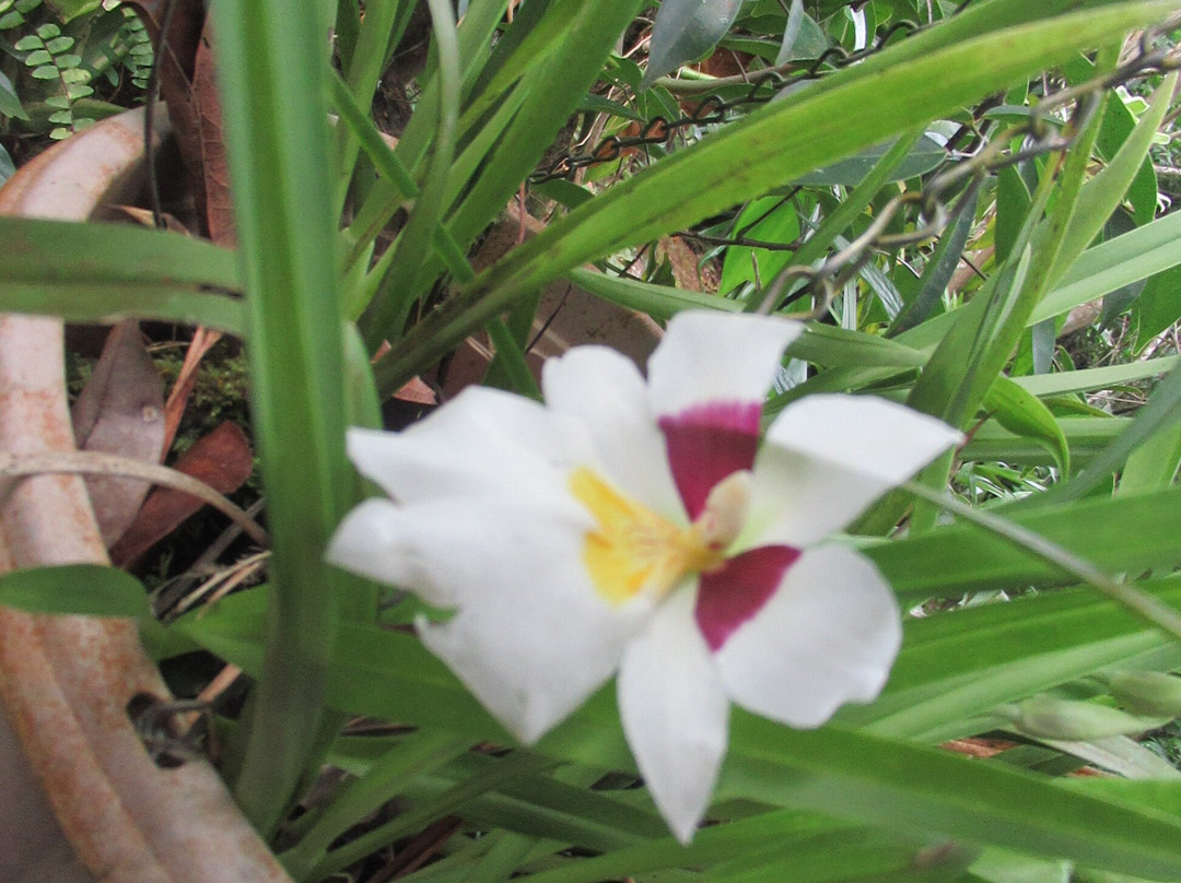 Chon y María Organic Farm景点图片