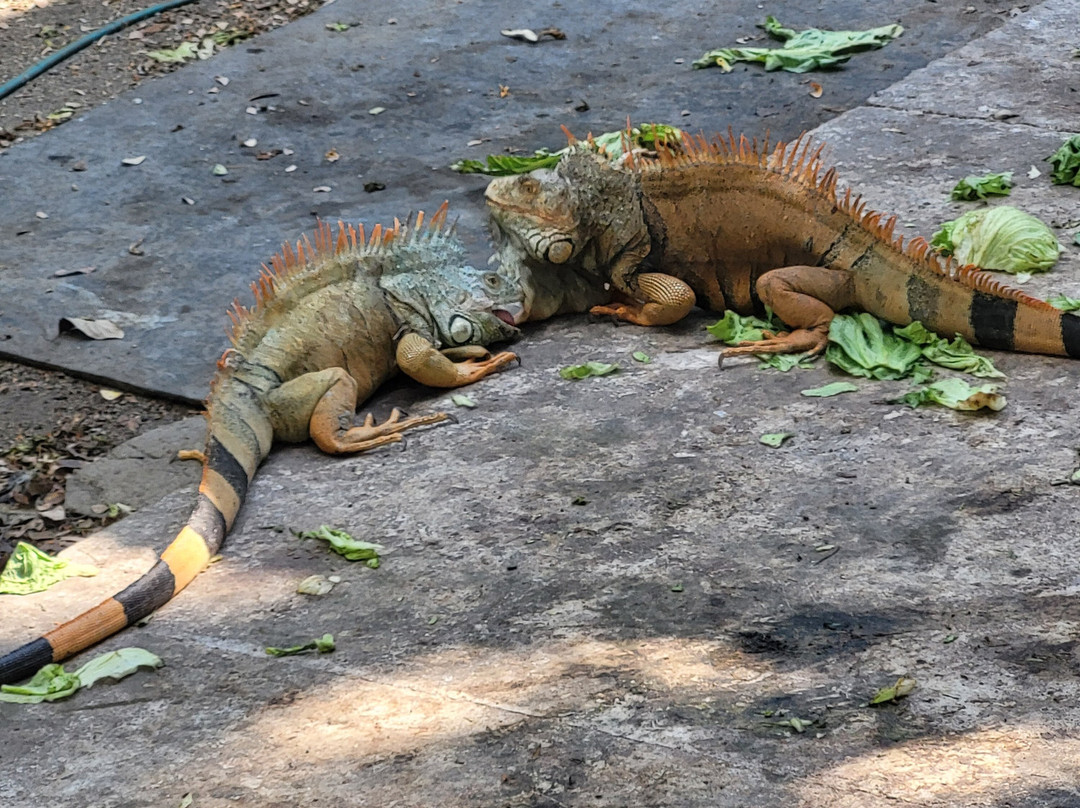 Iguanario Archundia-曼萨尼约必去景点