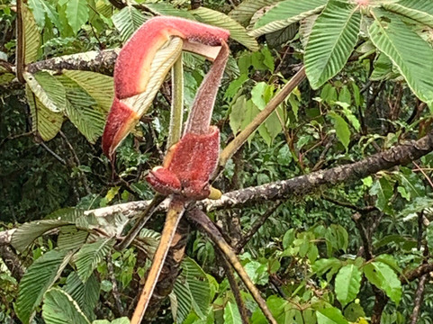 Native's Way-塔马林多必去景点