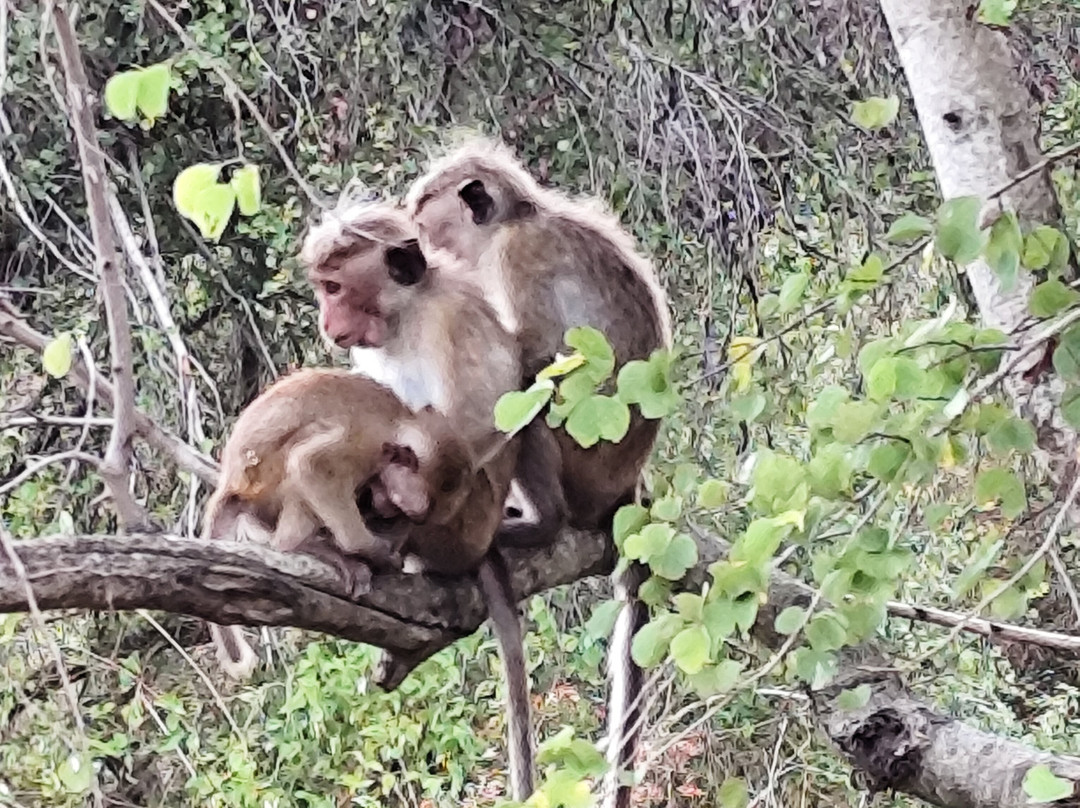 Titus Weerasingha-唐卡拉必去景点