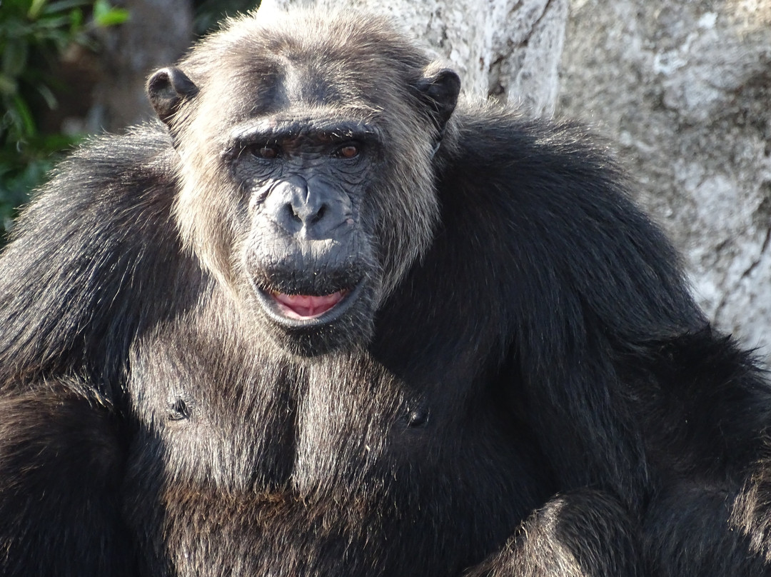 Camp Help Congo-Conkouati-Douli National Park必去景点