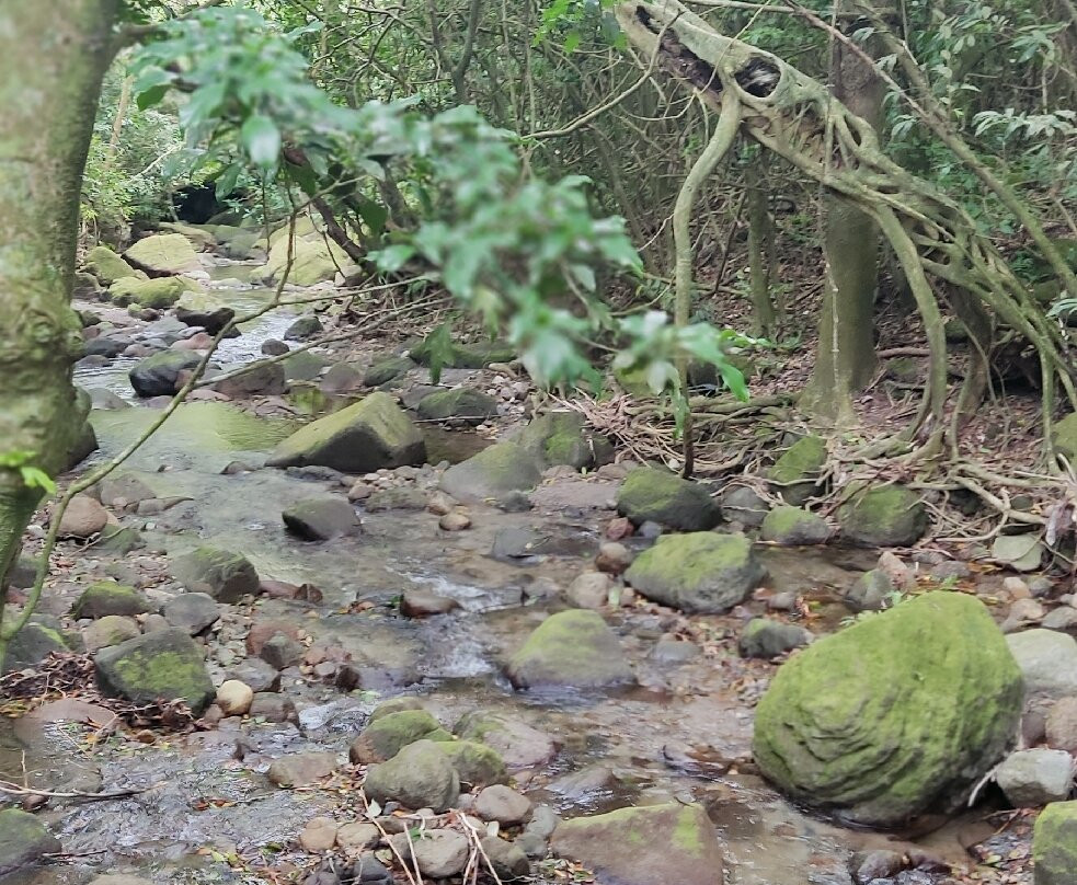 Square Trees Nature Trail Arboles Cuadrados景点图片