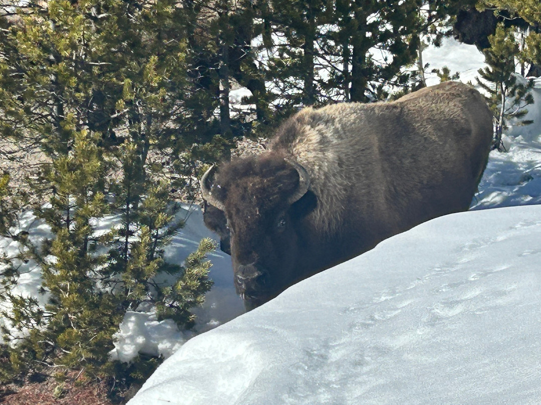 Old Faithful Snowmobile Tours - Day Tours-杰克逊必去景点