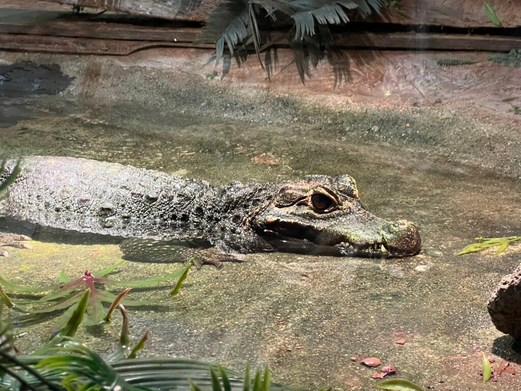 Iguana Reptile Zoo景点图片