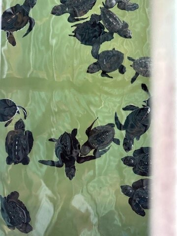 KOSGODA Turtle Conservation and Research Centre景点图片