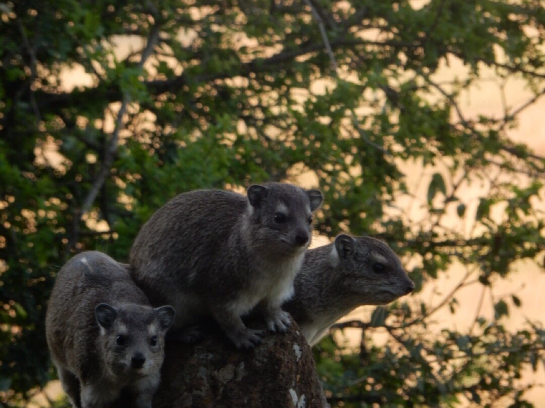 Ikoma Wild Camp主图