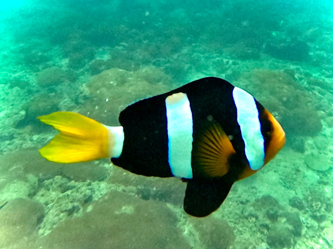 Dive Shack景点图片