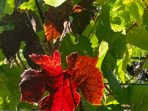 Unavale Vineyard-Lady Barron必去景点