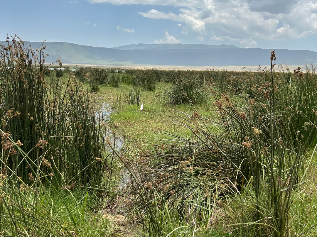 Lush Africa Safaris景点图片
