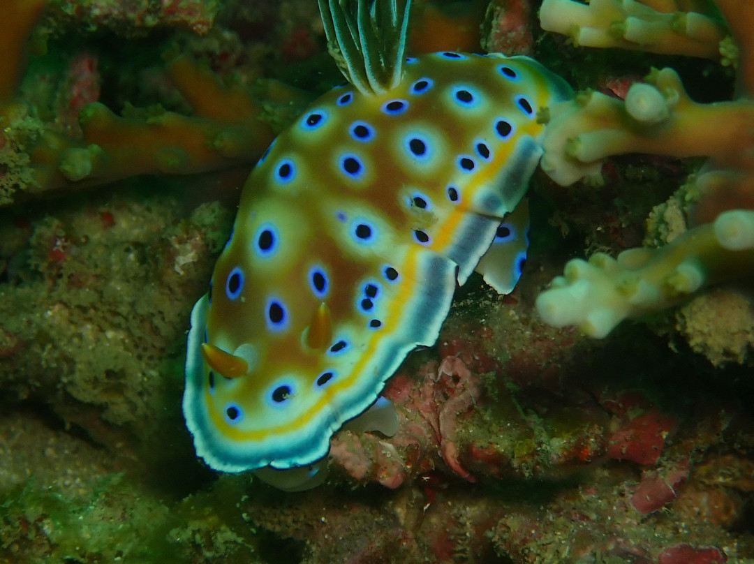 Kalpitiya Diving Center景点图片