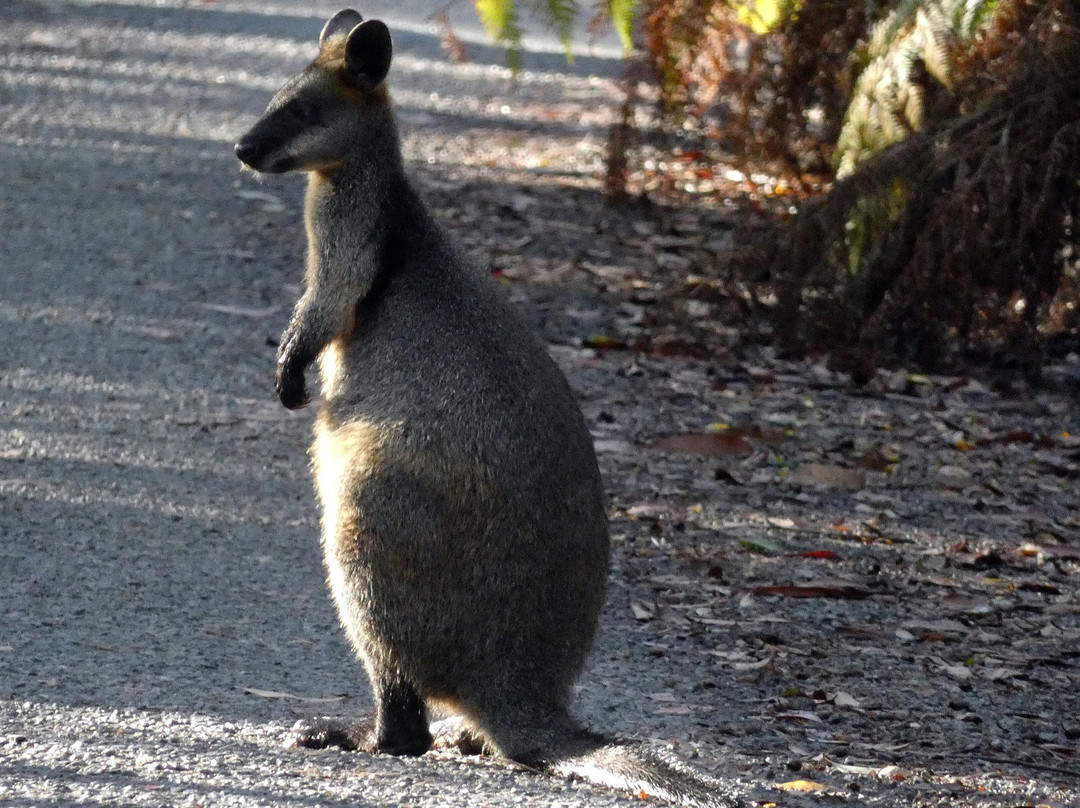 Carrington Falls-Robertson必去景点
