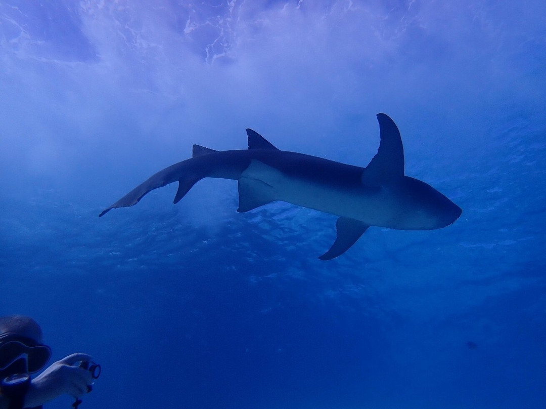 Fulidhoo Dive & Water Sports景点图片