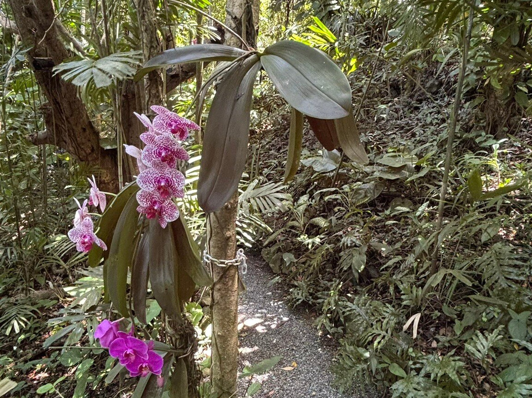 Phantasea Tropical Botanical Garden-圣 托马斯必去景点