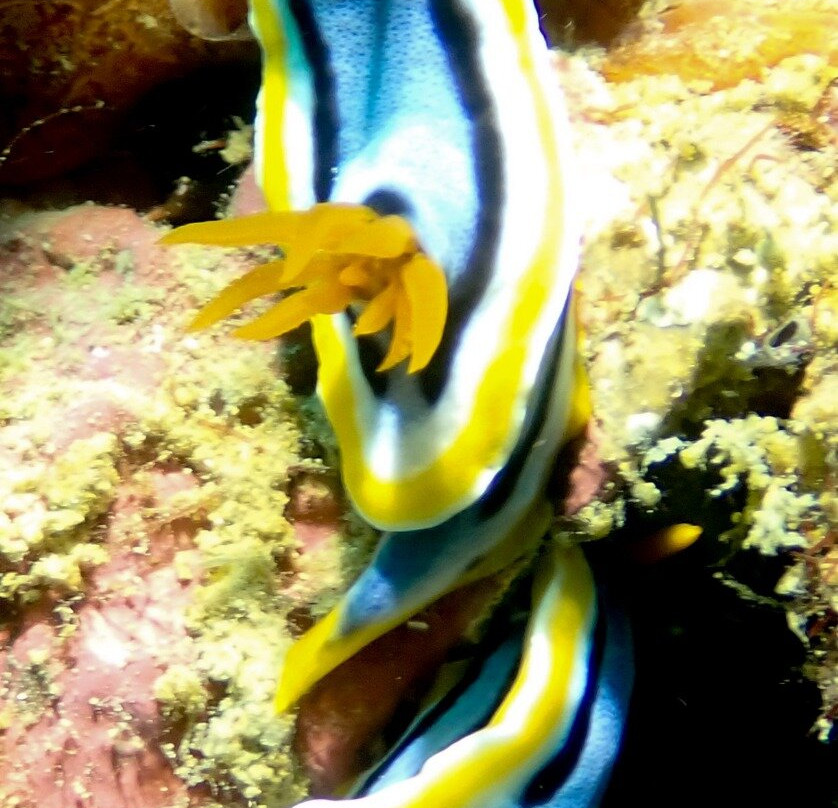 Let's Dive Palawan-公主港必去景点