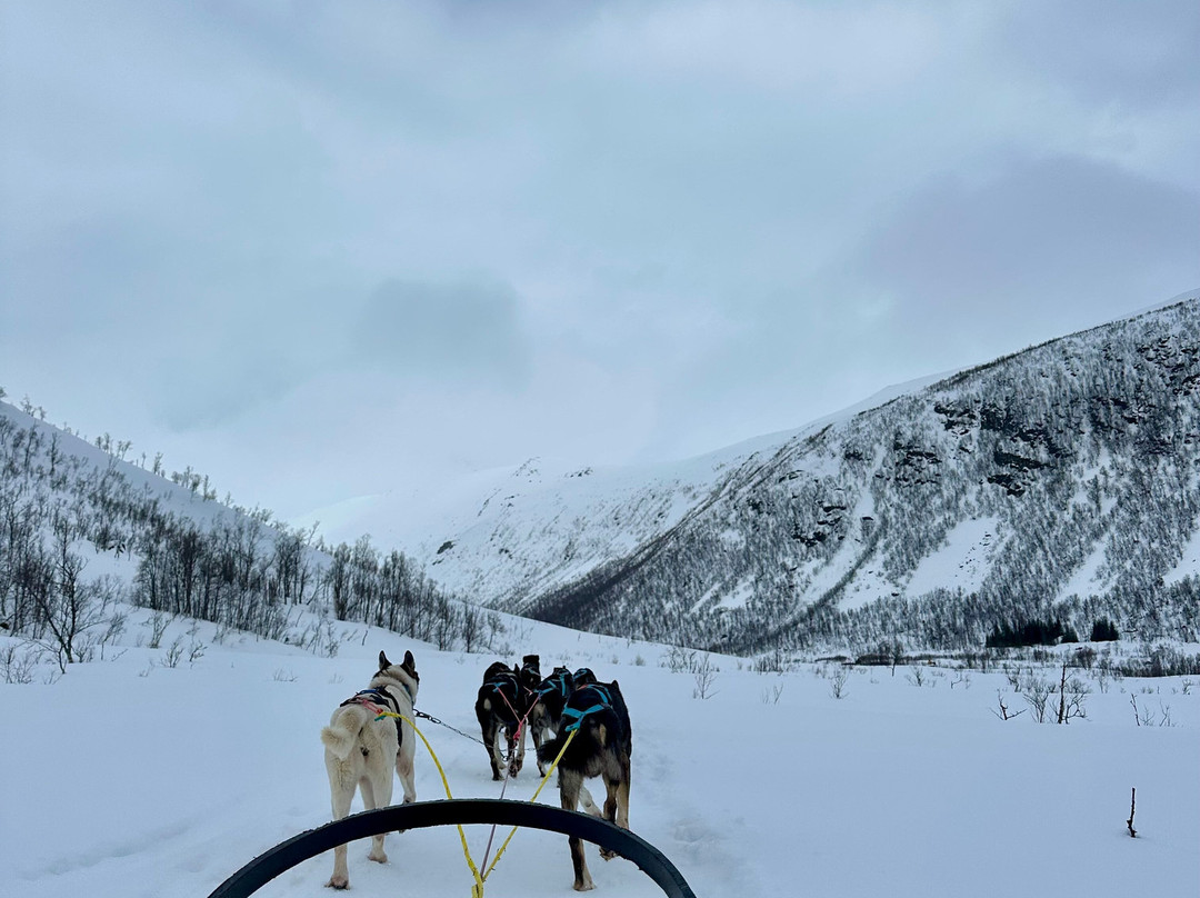 Kvaløya Husky景点图片