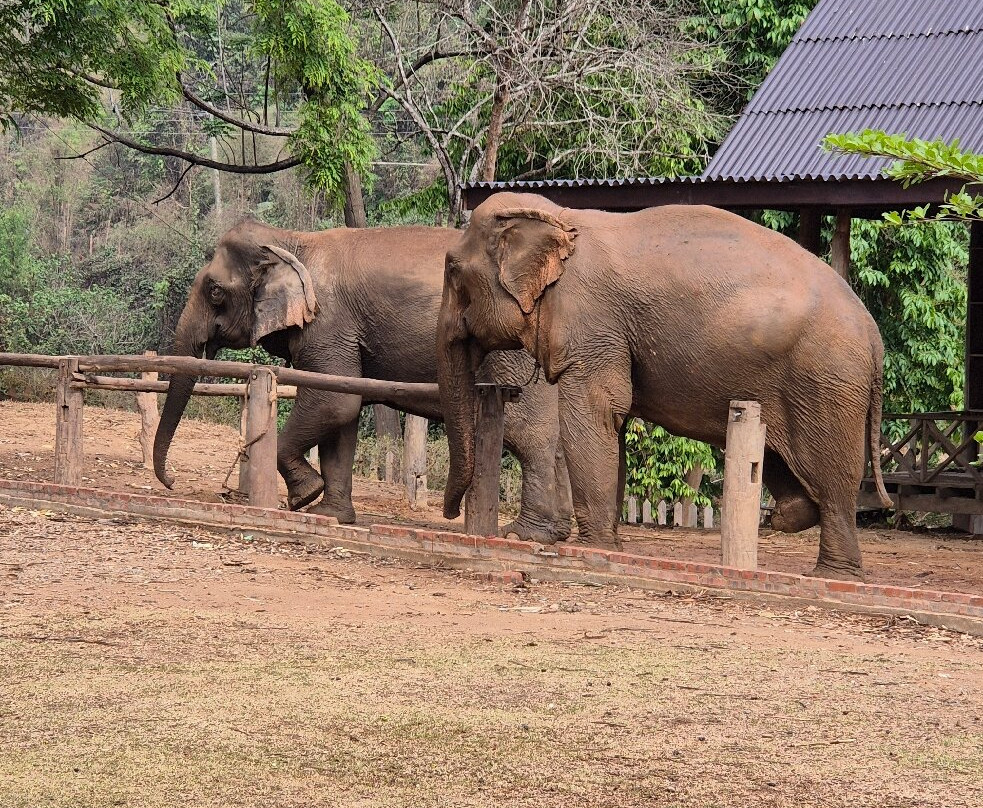 Elephant Village Sanctuary & Resort-琅勃拉邦必去景点