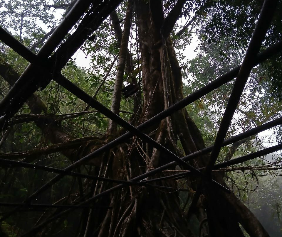 Riwai Living Root Bridge景点图片