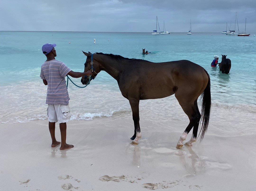 Pebbles Beach-布里奇顿必去景点