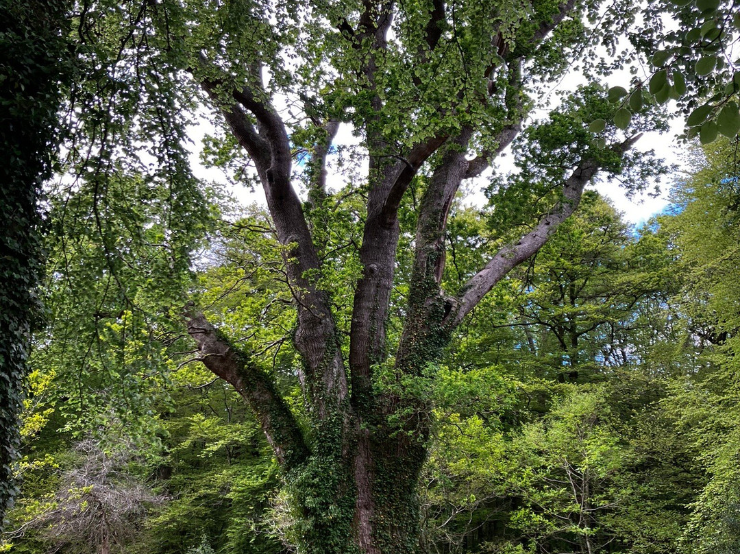 Knightwood Oak Tree景点图片