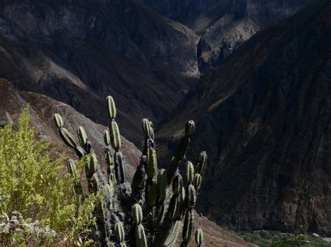 Colca Canyon Trek Edgar-阿雷基帕必去景点
