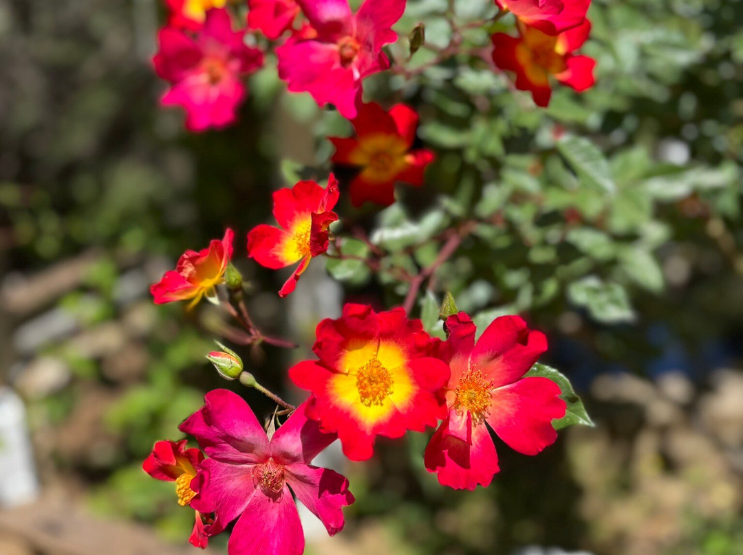 Kos Natural Park-Zia必去景点