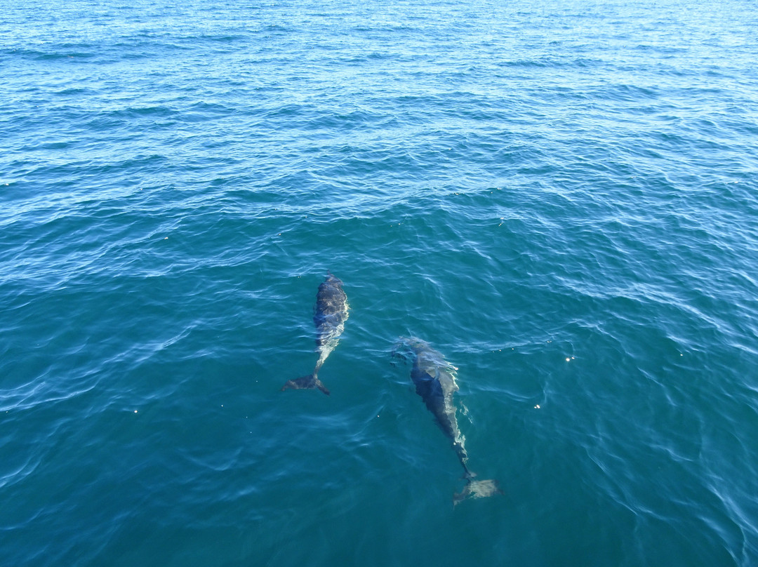 Atlantic Whale and Wildlife Tours-Courtmacsherry必去景点