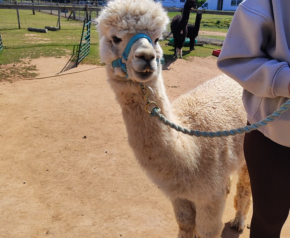 Severn Valley Alpacas-Bridgnorth必去景点