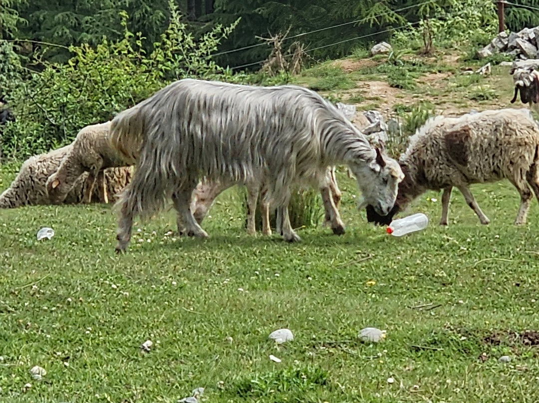 Khajjiar Lake景点图片